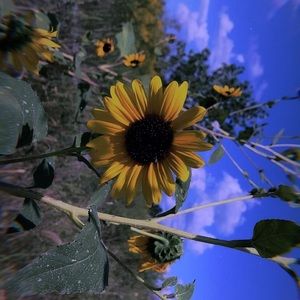 Meet your Posher, Bentlee